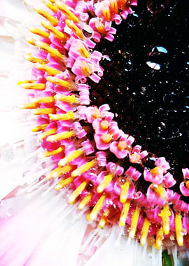 Closeup pink germini