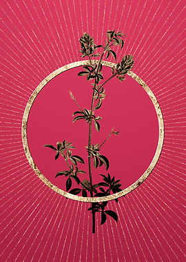 Gold Spanish Clover Bloom