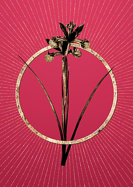 Viva Magenta Spanish Iris