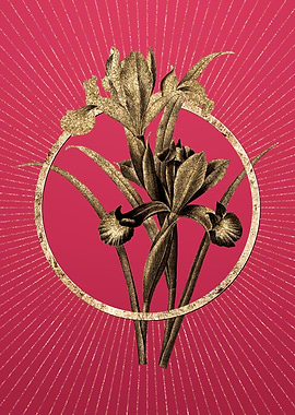 Viva Magenta Spanish Iris