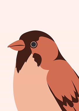 Cute Sparrow bird wildlife