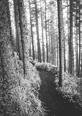 Oregon Coast Foggy Forest