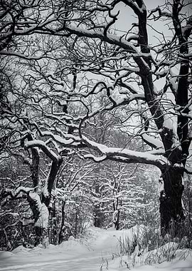 Winter alley,tree,park,B&W