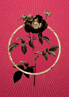 Gold Stapelia Rose Bloom