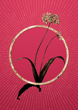 Viva Magenta Spring Garlic