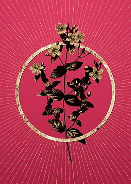 Stinking Tutsan on Magenta