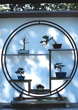 Bonsai Display