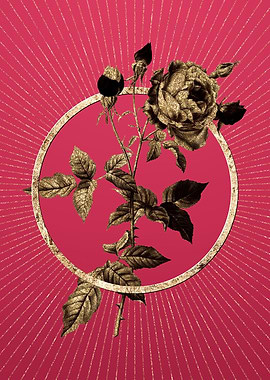 Viva Magenta Provence Rose