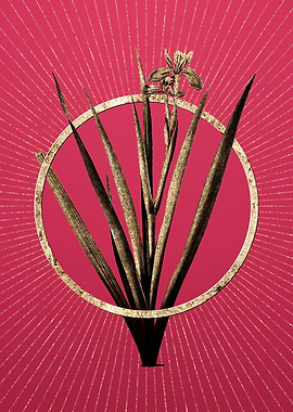 Viva Magenta Stinking Iris