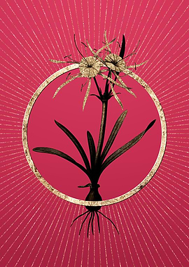 Gold Streambank Spiderlily