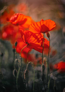 Red field poppies, macro