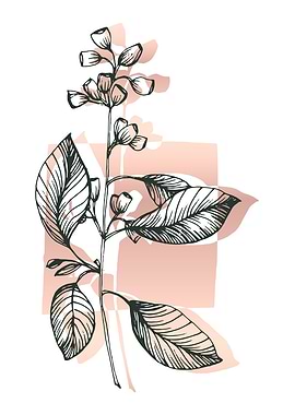 Eucalyptus Minimalist Ga