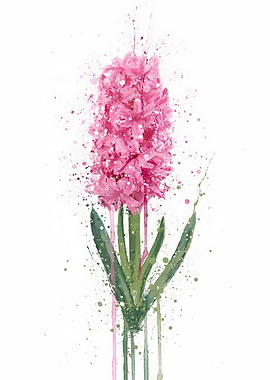 Floral Hyacinth