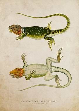 Common collared lizard