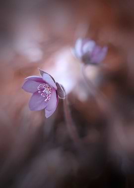 Purple Hepatica nobilis
