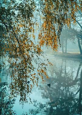 Autumn trees in the forest