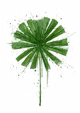 Leaves Fan Palm