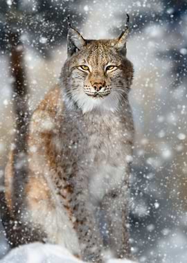 Lynx portrait in the snow