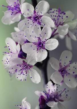 purple flowers