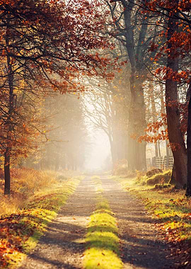 Autumn alley in the sun