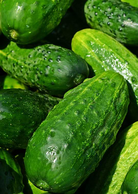 cucumbers