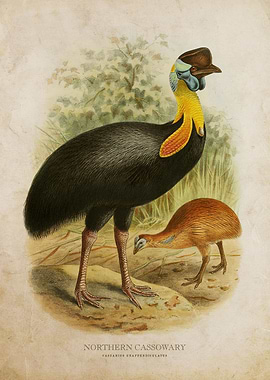 Northern Cassowary