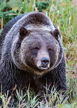 Grizzly Bear Canada