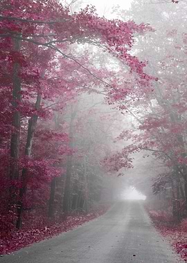 Misty Road Plum Trees