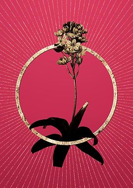 Sun Star on Viva Magenta