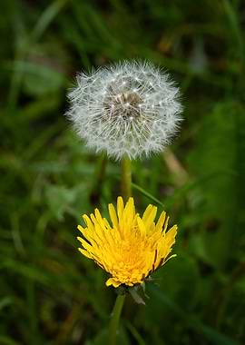 Dandelion Flowers