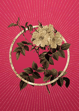 White Rosebush on Magenta