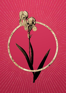 Gold Tall Bearded Iris