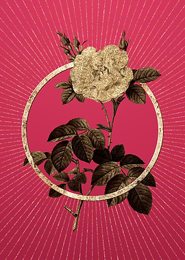 White Rose on Viva Magenta