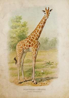 Northern Giraffe