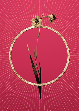 Sword Lily on Viva Magenta