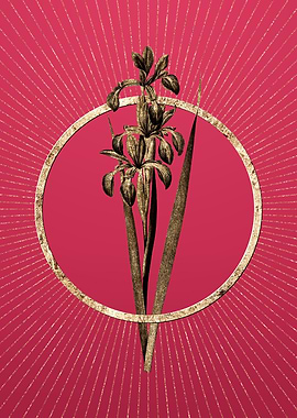 Blue Iris on Viva Magenta