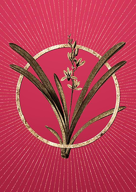 Viva Magenta Boat Orchid