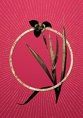 Viva Magenta Tiger Flower