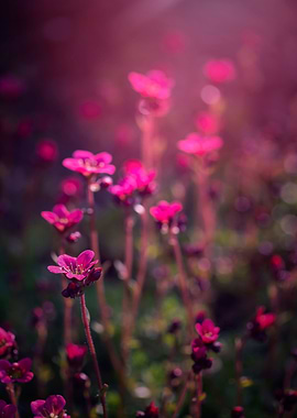 Pink flower, macro, garden