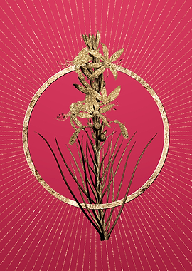 Yellow Asphodel on Magenta