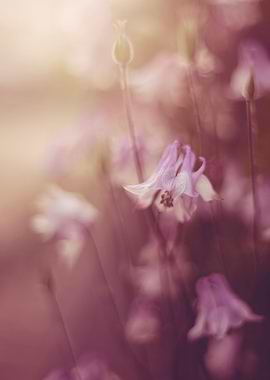 Pink flowers impression