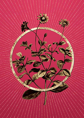 Gold Blue Marguerite Plant