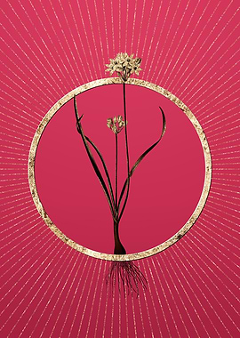 Gold Three Cornered Leek