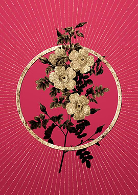 Gold Thornless Burnet Rose