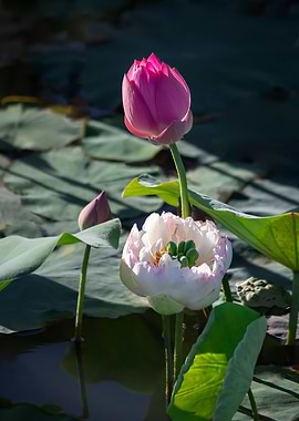 lotus with multiple petals