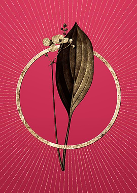 Gold Bulltongue Arrowhead