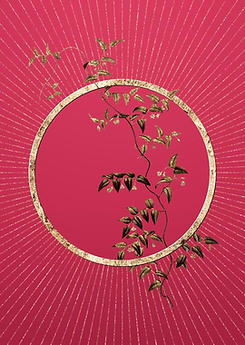 Bridal Creeper on Magenta