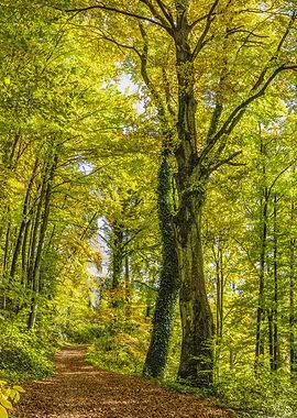 Small Trail in Forest