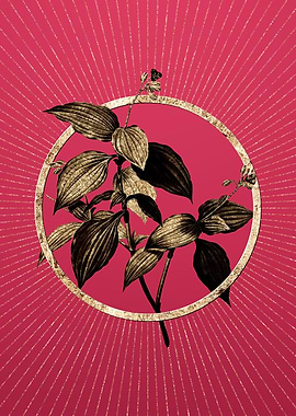 Gold Tradescantia Erecta