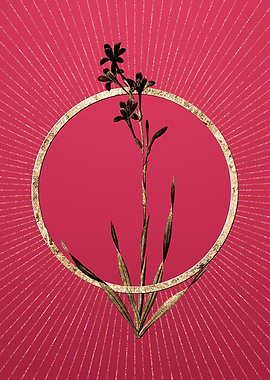 Bugle Lily on Viva Magenta